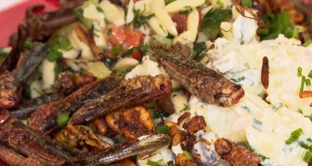 Καφέ που σερβίρει πιάτα... με ακρίδες και σκουλήκια έχει γίνει γαστρονομική τάση στο Μάρμπεργκ της Γερμανίας