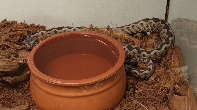 Εντοπίστηκε οχιά σε κτίριο στο Μαρούσι - Έβαλαν λεκάνη πάνω από το φίδι για να μη φύγει