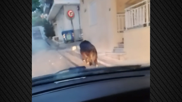 Αγριογούρουνο έκανε βόλτες σε δρόμο στο Περιστέρι - Δείτε βίντεο