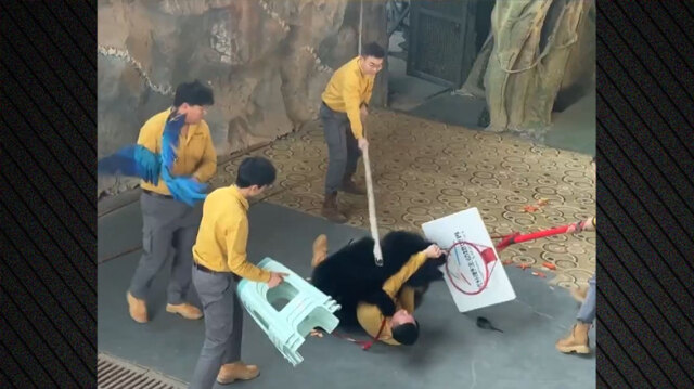 Αρκούδα επιτέθηκε σε εκπαιδευτή κατά τη διάρκεια παράστασης σε ζωολογικό κήπο στην Κίνα, δείτε βίντεο