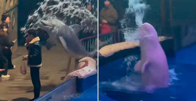 Απίστευτη φάλαινα μπελούγκα στην Κίνα: Πέταξε νερό σε άνδρα και έσβησε το τσιγάρο που άναψε μπροστά στο ενυδρείο της