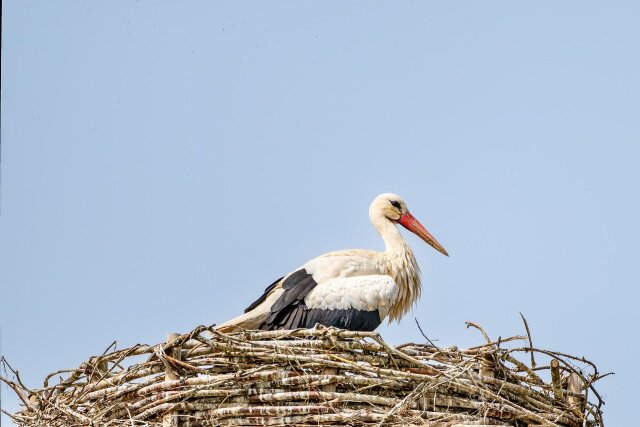 Εκατοντάδες νεκροί πελαργοί στη Μαδρίτη, έρευνες για γρίπη των πτηνών