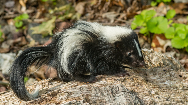 Απίστευτο περιστατικό στις ΗΠΑ: Πέθανε από λύσσα μετά από μεταμόσχευση νεφρού, ο δωρητής την κόλλησε προστατεύοντας ένα γατάκι