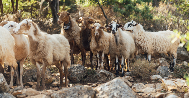 &Tau;&iota; &iota;&sigma;&chi;ύ&epsilon;&iota; &gamma;&iota;&alpha; &tau;&omicron;&nu; &epsilon;&mu;&beta;&omicron;&lambda;&iota;&alpha;&sigma;&mu;ό &gamma;&iota;&alpha; &tau;&eta;&nu; &epsilon;&upsilon;&lambda;&omicron;&gamma;&iota;ά &tau;&omega;&nu; &alpha;&iota;&gamma;&omicron;&pi;&rho;&omicron;&beta;ά&tau;&omega;&nu;, 7 &alpha;&pi;&alpha;&nu;&tau;ή&sigma;&epsilon;&iota;&sigmaf; &sigma;&epsilon; &alpha;&nu;&alpha;&kappa;&rho;&iota;&beta;&epsilon;ί&sigmaf; &iota;&sigma;&chi;&upsilon;&rho;&iota;&sigma;&mu;&omicron;ύ&sigmaf;