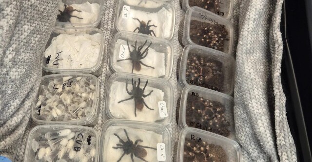 Η βρετανική αστυνομία βρήκε 2.000 ταραντούλες σε ένα αυτοκίνητο