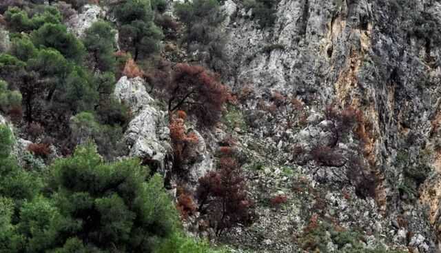 &Alpha;&nu;&theta;&rho;ώ&pi;&iota;&nu;&omicron;&sigmaf; &sigma;&kappa;&epsilon;&lambda;&epsilon;&tau;ό&sigmaf; &pi;&omicron;&upsilon; &alpha;&nu;ή&kappa;&epsilon;&iota; &sigma;&epsilon; &mu;ί&alpha; &alpha;&pi;ό &tau;&iota;&sigmaf; &delta;ύ&omicron; &epsilon;&xi;&alpha;&phi;&alpha;&nu;&iota;&sigma;&mu;έ&nu;&epsilon;&sigmaf; &Gamma;&alpha;&lambda;&lambda;ί&delta;&epsilon;&sigmaf; &tau;&omicron;&upsilon;&rho;ί&sigma;&tau;&rho;&iota;&epsilon;&sigmaf; &epsilon;&nu;&tau;&omicron;&pi;ί&sigma;&tau;&eta;&kappa;&epsilon; &sigma;&tau;&eta; &Sigma;ί&kappa;&iota;&nu;&omicron;