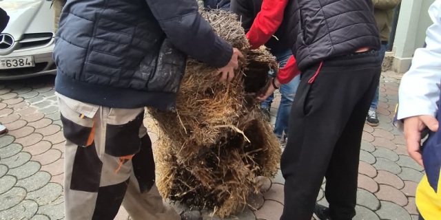 &Sigma;&tau;&omicron; &kappa;έ&nu;&tau;&rho;&omicron; &tau;&omega;&nu; &Tau;&rho;&iota;&kappa;ά&lambda;&omega;&nu; έ&phi;&tau;&alpha;&sigma;&alpha;&nu; &omicron;&iota; &alpha;&gamma;&rho;ό&tau;&epsilon;&sigmaf; &mu;&epsilon; &tau;&alpha; &tau;&rho;&alpha;&kappa;&tau;έ&rho;, &pi;έ&tau;&alpha;&xi;&alpha;&nu; &sigma;&alpha;&nu;ό &sigma;&epsilon; &gamma;&rho;&alpha;&phi;&epsilon;ί&alpha; &beta;&omicron;&upsilon;&lambda;&epsilon;&upsilon;&tau;ώ&nu;