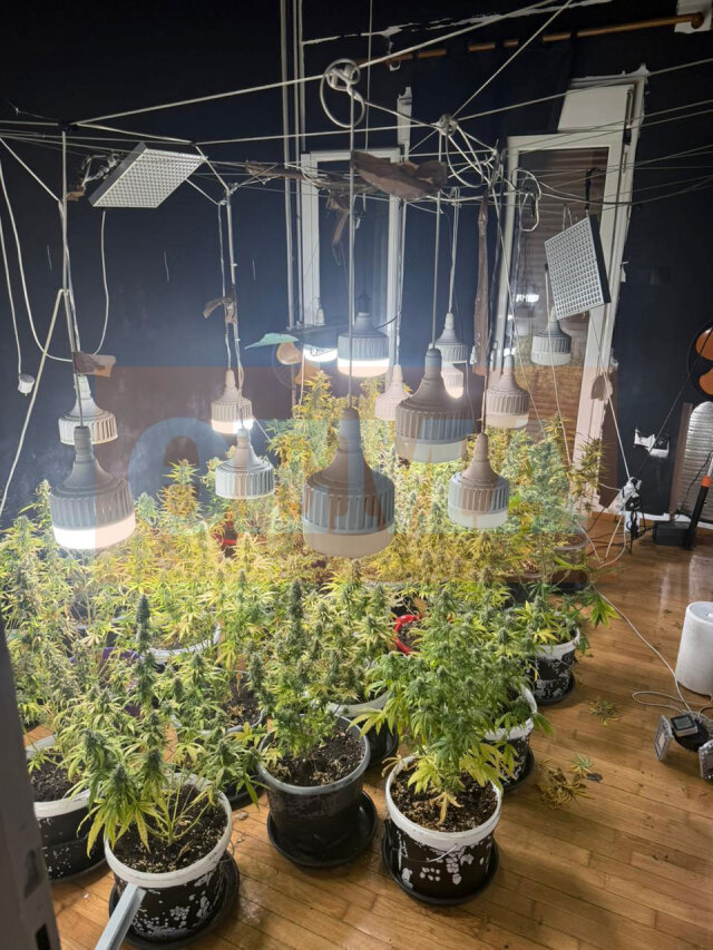 &Sigma;ύ&lambda;&lambda;&eta;&psi;&eta; &delta;ύ&omicron; &Alpha;&iota;&gamma;&upsilon;&pi;&tau;ί&omega;&nu; &sigma;&tau;&eta;&nu; &Kappa;&alpha;&lambda;&lambda;&iota;&theta;έ&alpha; &pi;&omicron;&upsilon; &kappa;&alpha;&lambda;&lambda;&iota;&epsilon;&rho;&gamma;&omicron;ύ&sigma;&alpha;&nu; &kappa;ά&nu;&nu;&alpha;&beta;&eta; - &Delta;&epsilon;ί&tau;&epsilon; &phi;&omega;&tau;&omicron;&gamma;&rho;&alpha;&phi;ί&epsilon;&sigmaf;