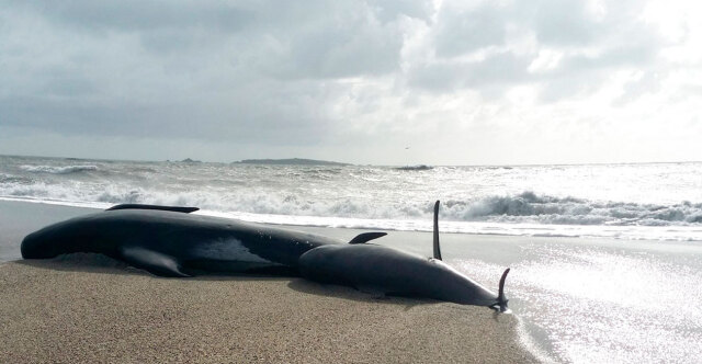&Phi;ά&lambda;&alpha;&iota;&nu;&epsilon;&sigmaf; &pi;&iota;&lambda;ό&tau;&omicron;&iota; &xi;&epsilon;&beta;&rho;ά&sigma;&tau;&eta;&kappa;&alpha;&nu; &nu;&epsilon;&kappa;&rho;έ&sigmaf; &sigma;&epsilon; &alpha;&pi;&omicron;&mu;&alpha;&kappa;&rho;&upsilon;&sigma;&mu;έ&nu;&eta; &pi;&alpha;&rho;&alpha;&lambda;ί&alpha; &tau;&eta;&sigmaf; &Nu;έ&alpha;&sigmaf; &Zeta;&eta;&lambda;&alpha;&nu;&delta;ί&alpha;&sigmaf;, &delta;&epsilon;ί&tau;&epsilon; &beta;ί&nu;&tau;&epsilon;&omicron;