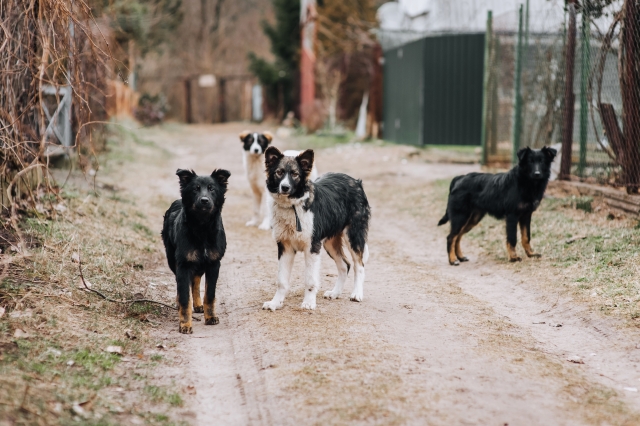 &Beta;ό&lambda;&omicron;&sigmaf;: &Theta;ύ&mu;&alpha; &epsilon;&pi;ί&theta;&epsilon;&sigma;&eta;&sigmaf; &alpha;&pi;ό &alpha;&delta;έ&sigma;&pi;&omicron;&tau;&alpha; &sigma;&kappa;&upsilon;&lambda;&iota;ά 60&chi;&rho;&omicron;&nu;&omicron;&sigmaf; &pi;&omicron;&upsilon; &pi;ή&gamma;&epsilon; &gamma;&iota;&alpha; &tau;&rho;έ&xi;&iota;&mu;&omicron; &sigma;&tau;&eta; &Gamma;&omicron;&rho;ί&tau;&sigma;&alpha;