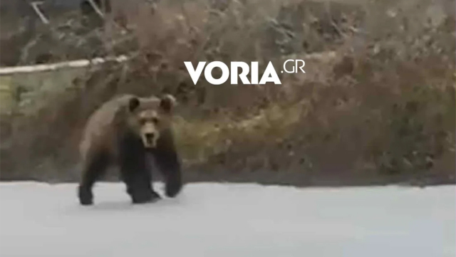 &Alpha;&rho;&kappa;&omicron;ύ&delta;&alpha; &kappa;ά&nu;&epsilon;&iota; &beta;ό&lambda;&tau;&epsilon;&sigmaf; &sigma;&epsilon; &delta;&rho;ό&mu;&omicron;&upsilon;&sigmaf; &tau;&eta;&sigmaf; &Alpha;&nu;&alpha;&rho;&rho;ά&chi;&eta;&sigmaf; &sigma;&tau;&eta;&nu; &Kappa;&omicron;&zeta;ά&nu;&eta;, &delta;&epsilon;ί&tau;&epsilon; &beta;ί&nu;&tau;&epsilon;&omicron;