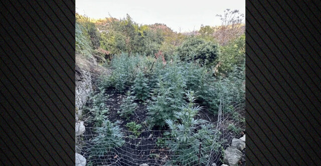 &Epsilon;&xi;&iota;&chi;&nu;&iota;ά&sigma;&tau;&eta;&kappa;&epsilon; &eta; &upsilon;&pi;ό&theta;&epsilon;&sigma;&eta; &tau;&eta;&sigmaf; &mu;&epsilon;&gamma;ά&lambda;&eta;&sigmaf; &chi;&alpha;&sigma;&iota;&sigma;&omicron;&phi;&upsilon;&tau;&epsilon;ί&alpha;&sigmaf; &sigma;&tau;&omicron; &Alpha;&mu;ά&rho;&iota; &tau;&omicron;&upsilon; &Rho;&epsilon;&theta;ύ&mu;&nu;&omicron;&upsilon;, &sigma;&upsilon;&nu;&epsilon;&lambda;ή&phi;&theta;&eta;&sigma;&alpha;&nu; &tau;έ&sigma;&sigma;&epsilon;&rho;&alpha; ά&tau;&omicron;&mu;&alpha;