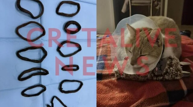 &Alpha;&phi;&alpha;ί&rho;&epsilon;&sigma;&alpha;&nu; &alpha;&pi;ό &tau;&eta;&nu; &kappa;&omicron;&iota;&lambda;&iota;ά &gamma;ά&tau;&alpha;&sigmaf; 11 &lambda;&alpha;&sigma;&tau;&iota;&chi;ά&kappa;&iota;&alpha; &gamma;&iota;&alpha; &tau;&alpha; &mu;&alpha;&lambda;&lambda;&iota;ά