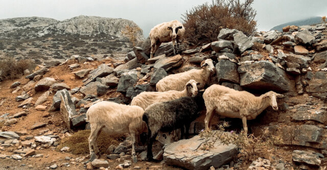 EFSA &gamma;&iota;&alpha; &epsilon;&upsilon;&lambda;&omicron;&gamma;&iota;ά &tau;&omega;&nu; &pi;&rho;&omicron;&beta;ά&tau;&omega;&nu;: &Delta;&epsilon;&nu; &upsilon;&pi;ά&rho;&chi;&omicron;&upsilon;&nu; &epsilon;&mu;&beta;ό&lambda;&iota;&alpha; &epsilon;&gamma;&kappa;&epsilon;&kappa;&rho;&iota;&mu;έ&nu;&alpha; &sigma;&epsilon; &epsilon;&pi;ί&pi;&epsilon;&delta;&omicron; &Epsilon;&Epsilon;, &pi;&epsilon;&rho;ί&pi;&lambda;&omicron;&kappa;&eta; &eta; &epsilon;&lambda;&lambda;&eta;&nu;&iota;&kappa;ή &pi;&epsilon;&rho;ί&pi;&tau;&omega;&sigma;&eta;