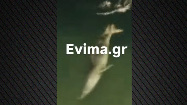 &Phi;ώ&kappa;&iota;&epsilon;&sigmaf; &epsilon;&mu;&phi;&alpha;&nu;ί&sigma;&tau;&eta;&kappa;&alpha;&nu; &sigma;&epsilon; &lambda;&iota;&mu;ά&nu;&iota; &tau;&eta;&sigmaf; &Epsilon;ύ&beta;&omicron;&iota;&alpha;&sigmaf;, &delta;&epsilon;ί&tau;&epsilon; &beta;ί&nu;&tau;&epsilon;&omicron;