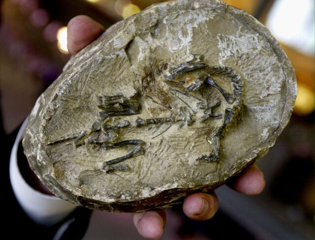 Απολιθωμένος «θησαυρός» στην Κίνα: Βρέθηκαν άγνωστα ζώα που επέζησαν μαζικής εξαφάνισης