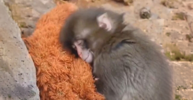 &Sigma;&upsilon;&gamma;&kappa;&iota;&nu;&eta;&tau;&iota;&kappa;ό &beta;ί&nu;&tau;&epsilon;&omicron;: &Mu;&alpha;ϊ&mu;&omicron;&upsilon;&delta;ά&kappa;&iota; έ&xi;&iota; &mu;&eta;&nu;ώ&nu; &beta;&rho;ί&sigma;&kappa;&epsilon;&iota; &pi;&alpha;&rho;&eta;&gamma;&omicron;&rho;&iota;ά &sigma;&epsilon; &lambda;&omicron;ύ&tau;&rho;&iota;&nu;&omicron; &pi;&alpha;&iota;&chi;&nu;ί&delta;&iota; &mu;&epsilon;&tau;ά &tau;&eta;&nu; &alpha;&pi;ό&rho;&rho;&iota;&psi;&eta; &alpha;&pi;ό &tau;&eta; &mu;&eta;&tau;έ&rho;&alpha; &tau;&omicron;&upsilon;