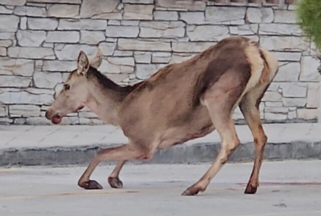 &Sigma;&omicron;&beta;&alpha;&rho;ά &tau;&rho;&alpha;&upsilon;&mu;&alpha;&tau;&iota;&sigma;&mu;έ&nu;&eta; &epsilon;&lambda;&alpha;&phi;ί&nu;&alpha; &epsilon;&nu;&tau;&omicron;&pi;ί&sigma;&tau;&eta;&kappa;&epsilon; &sigma;&tau;&omicron; &pi;ά&rho;&kappa;&iota;&nu;&gamma;&kappa; &tau;&omicron;&upsilon; &tau;&epsilon;&lambda;&epsilon;&phi;&epsilon;&rho;ί&kappa; &tau;&eta;&sigmaf; &Pi;ά&rho;&nu;&eta;&theta;&alpha;&sigmaf;
