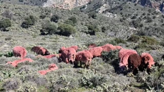 &Kappa;&tau;&eta;&nu;&omicron;&tau;&rho;ό&phi;&omicron;&sigmaf; &sigma;&tau;&eta;&nu; &Kappa;&rho;ή&tau;&eta; έ&beta;&alpha;&psi;&epsilon; &kappa;ό&kappa;&kappa;&iota;&nu;&alpha;... &tau;&alpha; &pi;&rho;ό&beta;&alpha;&tau;ά &tau;&omicron;&upsilon; &gamma;&iota;&alpha; &nu;&alpha; &mu;&eta;&nu; &tau;&omicron;&upsilon; &tau;&alpha; &kappa;&lambda;έ&psi;&omicron;&upsilon;&nu;, &delta;&epsilon;ί&tau;&epsilon; &beta;ί&nu;&tau;&epsilon;&omicron;