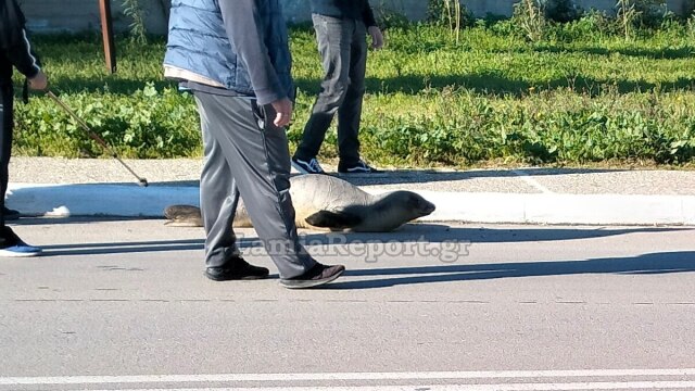 &Phi;ώ&kappa;&iota;&alpha; έ&chi;&alpha;&sigma;&epsilon; &tau;&omicron; &delta;&rho;ό&mu;&omicron; &tau;&eta;&sigmaf; &kappa;&alpha;&iota; &beta;&rho;έ&theta;&eta;&kappa;&epsilon; 200 &mu;έ&tau;&rho;&alpha; &mu;&alpha;&kappa;&rho;&iota;ά &alpha;&pi;ό &tau;&eta; &theta;ά&lambda;&alpha;&sigma;&sigma;&alpha; &sigma;&tau;&eta;&nu; &Alpha;&rho;&kappa;ί&tau;&sigma;&alpha;, &delta;&epsilon;ί&tau;&epsilon; &beta;ί&nu;&tau;&epsilon;&omicron;