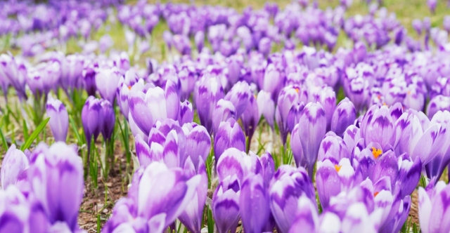 &Tau;&omicron; &lambda;&iota;&beta;ά&delta;&iota; &mu;&epsilon; &tau;&omicron;&upsilon;&sigmaf; 400.000 &kappa;&rho;ό&kappa;&omicron;&upsilon;&sigmaf; &pi;&omicron;&upsilon; &upsilon;&pi;&omicron;&delta;έ&chi;&epsilon;&tau;&alpha;&iota; &tau;&eta;&nu; Ά&nu;&omicron;&iota;&xi;&eta; &mu;&epsilon; &epsilon;&nu;&tau;&upsilon;&pi;&omega;&sigma;&iota;&alpha;&kappa;ό &tau;&rho;ό&pi;&omicron;