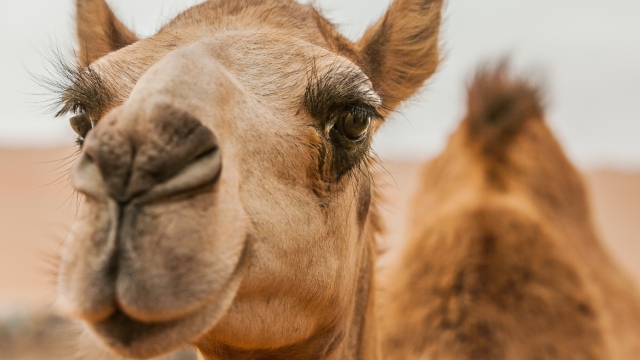 &Sigma;ά&lambda;&omicron;&sigmaf; &sigma;&epsilon; &kappa;&alpha;&lambda;&lambda;&iota;&sigma;&tau;&epsilon;ί&alpha; &kappa;&alpha;&mu;&eta;&lambda;ώ&nu; &sigma;&tau;&omicron; &Omicron;&mu;ά&nu;: &Omicron;&iota; &delta;&iota;&omicron;&rho;&gamma;&alpha;&nu;&omega;&tau;έ&sigmaf; &alpha;&pi;έ&kappa;&lambda;&epsilon;&iota;&sigma;&alpha;&nu; 20 &zeta;ώ&alpha; &gamma;&iota;&alpha;... &mu;&pi;ό&tau;&omicron;&xi; &kappa;&alpha;&iota; &alpha;&iota;&sigma;&theta;&eta;&tau;&iota;&kappa;ά &epsilon;&mu;&phi;&upsilon;&tau;&epsilon;ύ&mu;&alpha;&tau;&alpha;