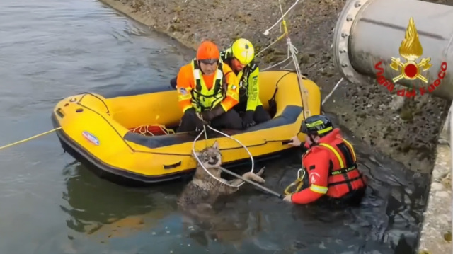 ΔΙΕΣΩΣΑΝ ΛΥΚΑΙΝΑ ΠΟΥ ΕΙΧΕ ΠΕΣΕΙ ΣΕ ΚΑΝΑΛΙ ΚΟΝΤΑ ΣΤΗ ΒΕΡΟΝΑ, ΔΕΙΤΕ ΒΙΝΤΕΟ
