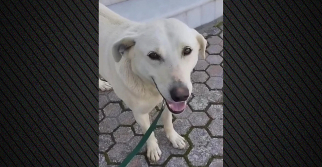 &Pi;&upsilon;&rho;&omicron;&beta;ό&lambda;&eta;&sigma;&alpha;&nu; &kappa;&alpha;&iota; &sigma;&kappa;ό&tau;&omega;&sigma;&alpha;&nu; &sigma;&kappa;ύ&lambda;&omicron; &sigma;&tau;&alpha; &Chi;&alpha;&nu;&iota;ά, &omicron;&rho;&gamma;&iota;&sigma;&mu;έ&nu;&omicron;&iota; &omicron;&iota; &kappa;ά&tau;&omicron;&iota;&kappa;&omicron;&iota; &tau;&eta;&sigmaf; &Kappa;&alpha;&lambda;&upsilon;&delta;&omega;&nu;ί&alpha;&sigmaf; &gamma;&iota;&alpha; &tau;&omicron;&nu; &Mu;&pi;&epsilon;&nu;