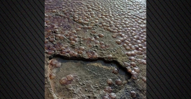 ΕΚΑΤΟΝΤΑΔΕΣ ΜΕΔΟΥΣΕΣ ΞΕΒΡΑΣΤΗΚΑΝ ΣΕ ΠΑΡΑΛΙΑ ΤΗΣ ΕΥΒΟΙΑΣ