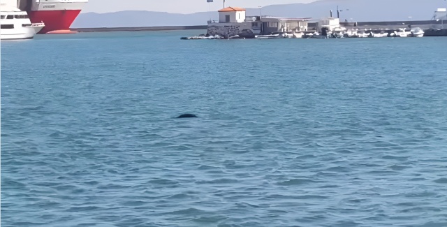 ΦΩΚΙΑ ΕΜΦΑΝΙΣΤΗΚΕ ΣΤΟ ΛΙΜΑΝΙ ΤΗΣ ΜΥΤΙΛΗΝΗΣ, ΔΕΙΤΕ ΒΙΝΤΕΟ