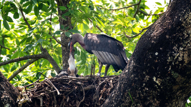 ΓΕΝΝΗΘΗΚΑΝ ΟΙ ΠΡΩΤΟΙ ΜΑΥΡΟΓΥΠΕΣ ΣΕ ΤΕΧΝΗΤΕΣ ΦΩΛΙΕΣ ΣΤΟ ΔΑΣΟΣ ΤΗΣ ΔΑΔΙΑΣ