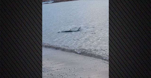 &Mu;&epsilon;&gamma;ά&lambda;&omicron; &kappa;&alpha;&rho;&chi;&alpha;&rho;&iota;&omicron;&epsilon;&iota;&delta;έ&sigmaf; &kappa;&omicron;&lambda;&upsilon;&mu;&pi;&omicron;ύ&sigma;&epsilon; &kappa;&omicron;&nu;&tau;ά &sigma;&tau;&eta;&nu; &alpha;&kappa;&tau;ή &sigma;&tau;&omicron; &Kappa;&alpha;&beta;&omicron;ύ&rho;&iota;, &delta;&epsilon;ί&tau;&epsilon; &beta;ί&nu;&tau;&epsilon;&omicron;