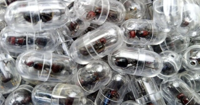 ΚΕΝΥΑ: ΑΝΔΡΑΣ ΠΡΟΣΠΑΘΗΣΕ ΝΑ ΕΞΑΓΑΓΕΙ ΛΑΘΡΑΙΑ 2.000 ΖΩΝΤΑΝΑ ΜΥΡΜΗΓΚΙΑ ΜΕΣΑ ΣΤΙΣ ΑΠΟΣΚΕΥΕΣ ΤΟΥ