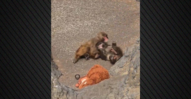 &Omicron; &mu;&iota;&kappa;&rho;ό&sigmaf; &pi;ί&theta;&eta;&kappa;&omicron;&sigmaf; Punch &beta;&rho;ή&kappa;&epsilon; &sigma;&upsilon;&nu;&tau;&rho;&omicron;&phi;&iota;ά, &delta;&epsilon;ί&tau;&epsilon; &epsilon;&iota;&kappa;ό&nu;&epsilon;&sigmaf; &mu;&epsilon; &tau;&iota;&sigmaf; &tau;&rho;&upsilon;&phi;&epsilon;&rho;έ&sigmaf; &alpha;&gamma;&kappa;&alpha;&lambda;&iota;έ&sigmaf;