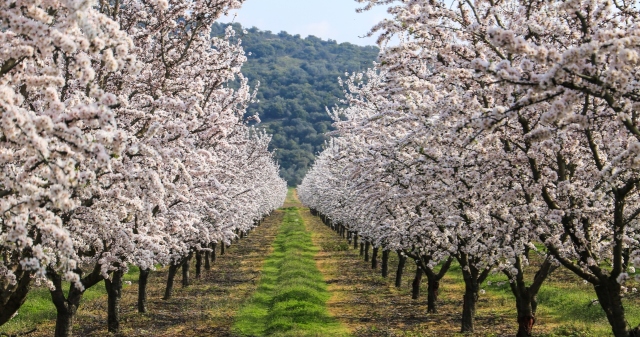 ΣΑΝ ΠΙΝΑΚΑΣ ΖΩΓΡΑΦΙΚΗΣ: Η ΛΑΡΙΣΑ «ΝΤΥΘΗΚΕ» ΣΤΑ ΛΕΥΚΑ ΑΠΟ ΤΙΣ ΑΝΘΙΣΜΕΝΕΣ ΑΜΥΓΔΑΛΙΕΣ, ΔΕΙΤΕ ΕΙΚΟΝΕΣ