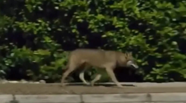 ΛΥΚΟΣ ΚΙΝΕΙΤΑΙ ΑΝΕΝΟΧΛΗΤΟΣ ΔΙΠΛΑ ΣΕ ΣΠΙΤΙΑ ΣΤΟΥΣ ΘΡΑΚΟΜΑΚΕΔΟΝΕΣ, ΔΕΙΤΕ ΒΙΝΤΕΟ