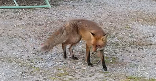 ΑΤΡΟΜΗΤΗ ΑΛΕΠΟΥ ΚΥΚΛΟΦΟΡΕΙ ΑΝΑΜΕΣΑ ΣΕ ΑΝΘΡΩΠΟΥΣ ΣΤΟ ΦΡΑΓΜΑ ΤΗΣ ΘΕΡΜΗΣ, ΔΕΙΤΕ ΒΙΝΤΕΟ