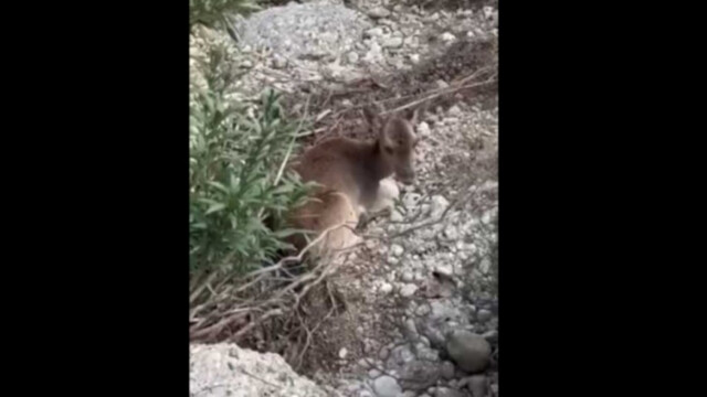 ΔΙΕΣΩΣΑΝ ΤΥΦΛΗ ΚΑΙ ΤΡΑΥΜΑΤΙΣΜΕΝΗ ΕΛΑΦΙΝΑ ΣΕ ΔΥΣΒΑΤΗ ΠΕΡΙΟΧΗ ΣΤΗΝ ΡΟΔΟ, ΔΕΙΤΕ ΒΙΝΤΕΟ