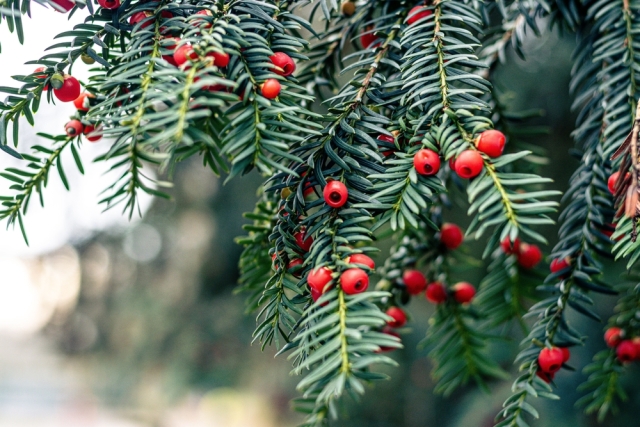 &Alpha;&pi;ό &tau;&alpha; &epsilon;&lambda;&lambda;&eta;&nu;&iota;&kappa;ά &beta;&omicron;&upsilon;&nu;ά &sigma;&tau;&alpha; &alpha;&nu;&tau;&iota;&kappa;&alpha;&rho;&kappa;&iota;&nu;&iota;&kappa;ά &phi;ά&rho;&mu;&alpha;&kappa;&alpha;: &Tau;&iota; &delta;&epsilon;ί&chi;&nu;&epsilon;&iota; &mu;&epsilon;&lambda;έ&tau;&eta; &tau;&omicron;&upsilon; &Alpha;&Pi;&Theta; &gamma;&iota;&alpha; &tau;&omicron;&nu; ί&tau;&alpha;&mu;&omicron;