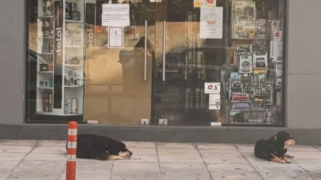 &Sigma;&upsilon;&gamma;&kappa;&iota;&nu;&eta;&tau;&iota;&kappa;ή &epsilon;&iota;&kappa;ό&nu;&alpha;: &Sigma;&kappa;&upsilon;&lambda;&iota;ά &sigma;&tau;&alpha; &Chi;&alpha;&nu;&iota;ά &pi;&epsilon;&rho;&iota;&mu;έ&nu;&omicron;&upsilon;&nu; &theta;&lambda;&iota;&mu;&mu;έ&nu;&alpha; έ&xi;&omega; &alpha;&pi;ό &tau;&omicron; &mu;&alpha;&gamma;&alpha;&zeta;ί &tau;&eta;&sigmaf; &iota;&delta;&iota;&omicron;&kappa;&tau;ή&tau;&rho;&iota;ά&sigmaf; &tau;&omicron;&upsilon;&sigmaf; &pi;&omicron;&upsilon; έ&chi;&epsilon;&iota; &pi;&epsilon;&theta;ά&nu;&epsilon;&iota;