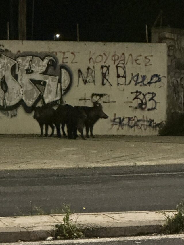 ΑΓΡΙΟΓΟΥΡΟΥΝΑ ΕΜΦΑΝΙΣΤΗΚΑΝ ΚΟΝΤΑ ΣΕ ΠΕΡΙΦΕΡΕΙΑΚΟ ΔΡΟΜΟ ΣΤΟΝ ΒΟΛΟ