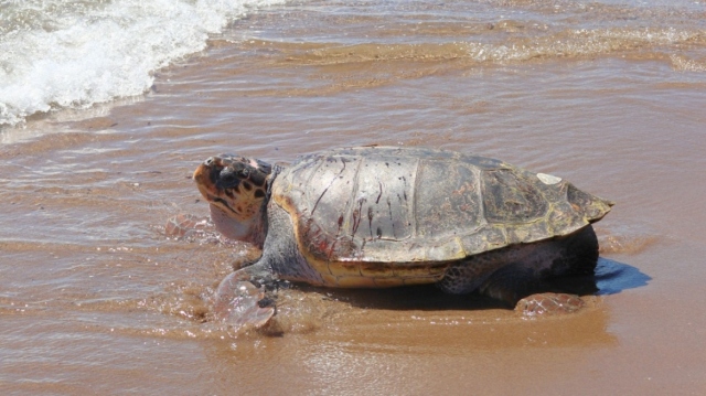 Ο «ΕΒΕΡΕΣΤ», Η ΘΑΛΑΣΣΙΑ ΧΕΛΩΝΑ ΤΩΝ 105 ΚΙΛΩΝ ΠΟΥ ΝΙΚΗΣΕ ΤΟΝ ΘΑΝΑΤΟ ΕΠΕΣΤΡΕΨΕ ΣΤΟ ΑΠΕΡΑΝΤΟ ΓΑΛΑΖΙΟ, ΔΕΙΤΕ ΕΙΚΟΝΕΣ