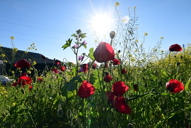 ΚΑΙΡΟΣ: ΤΟΠΙΚΕΣ ΒΡΟΧΕΣ ΚΑΙ ΠΤΩΣΗ ΘΕΡΜΟΚΡΑΣΙΑΣ ΕΩΣ ΤΗ ΜΕΓΑΛΗ ΠΑΡΑΣΚΕΥΗ - ΑΝΟΔΟΣ ΤΗΝ ΚΥΡΙΑΚΗ ΤΟΥ ΠΑΣΧΑ
