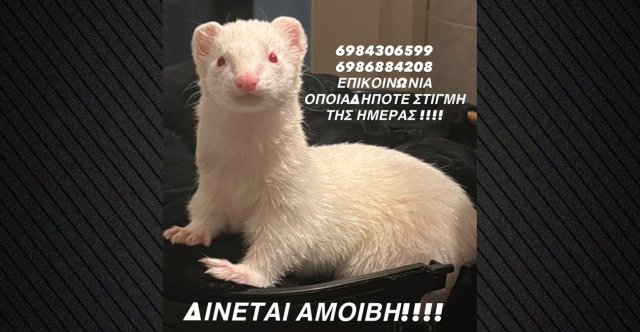 &Chi;ά&theta;&eta;&kappa;&epsilon; &omicron;&iota;&kappa;ό&sigma;&iota;&tau;&omicron; &kappa;&omicron;&upsilon;&nu;ά&beta;&iota; &alpha;&lambda;&mu;&pi;ί&nu;&omicron; &sigma;&tau;&eta; &Nu;ί&kappa;&alpha;&iota;&alpha;, &delta;ί&nu;&epsilon;&tau;&alpha;&iota; &alpha;&mu;&omicron;&iota;&beta;ή &sigma;&epsilon; ό&pi;&omicron;&iota;&omicron;&nu; &tau;&omicron; &beta;&rho;&epsilon;&iota;
