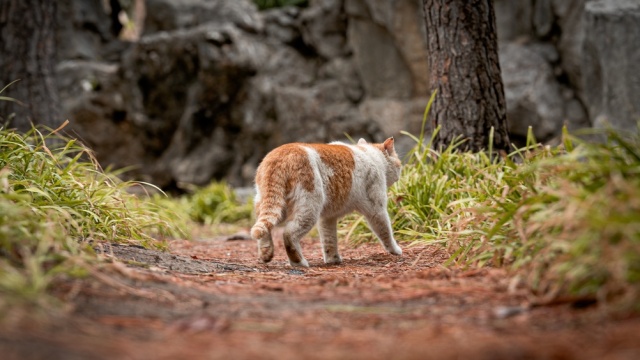 ΓΑΤΟΣ ΠΟΥ ΕΞΑΦΑΝΙΣΤΗΚΕ ΠΡΙΝ ΕΠΤΑ ΧΡΟΝΙΑ ΞΑΝΑΣΜΙΞΕ ΜΕ ΤΗΝ ΟΙΚΟΓΕΝΕΙΑ ΤΟΥ ΜΕΤΑ ΑΠΟ ΤΑΞΙΔΙ... 4.000 ΧΙΛΙΟΜΕΤΡΩΝ