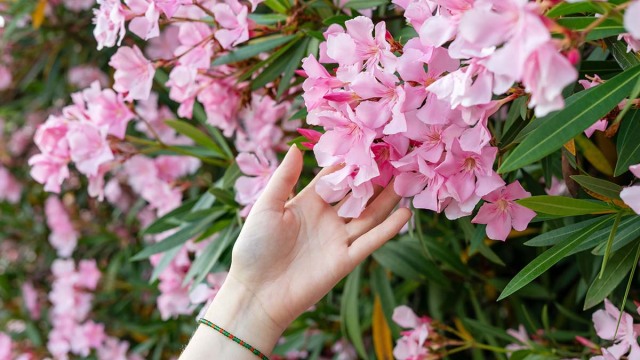 Ο ΕΟΔΥ απαντά στον «πόλεμο» της πικροδάφνης – 20 παιδιά ετησίως με δηλητηρίαση