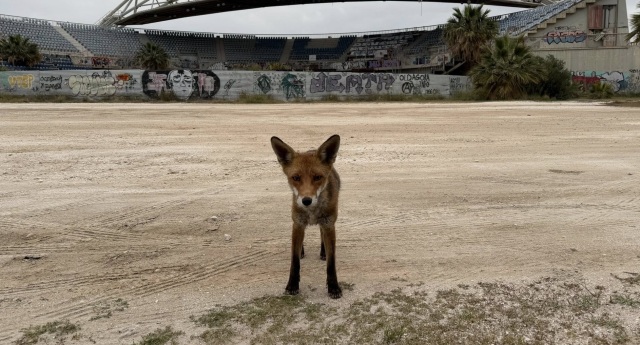 &Alpha;&lambda;&epsilon;&pi;&omicron;ύ &beta;&gamma;ή&kappa;&epsilon;... &beta;ό&lambda;&tau;&alpha; &sigma;&tau;&omicron; &Pi;&alpha;&lambda;&alpha;&iota;ό &Phi;ά&lambda;&eta;&rho;&omicron;, &alpha;&nu;έ&beta;&eta;&kappa;&epsilon; &kappa;&alpha;&iota; &sigma;&epsilon; &pi;&alpha;&rho;&mu;&pi;&rho;ί&zeta; &alpha;&upsilon;&tau;&omicron;&kappa;&iota;&nu;ή&tau;&omicron;&upsilon;, &delta;&epsilon;ί&tau;&epsilon; &beta;ί&nu;&tau;&epsilon;&omicron;