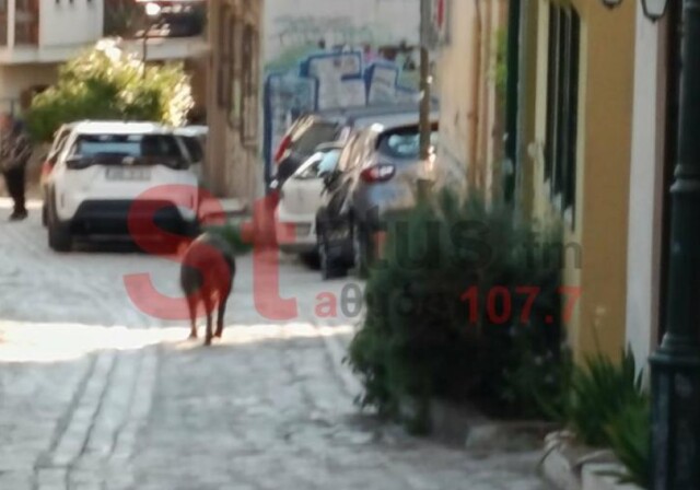 ΑΓΡΙΟΓΟΥΡΟΥΝΟ ΕΚΟΒΕ ΒΟΛΤΕΣ ΣΤΗΝ ΑΝΩ ΠΟΛΗ ΣΤΗ ΘΕΣΣΑΛΟΝΙΚΗ, ΔΕΙΤΕ ΒΙΝΤΕΟ