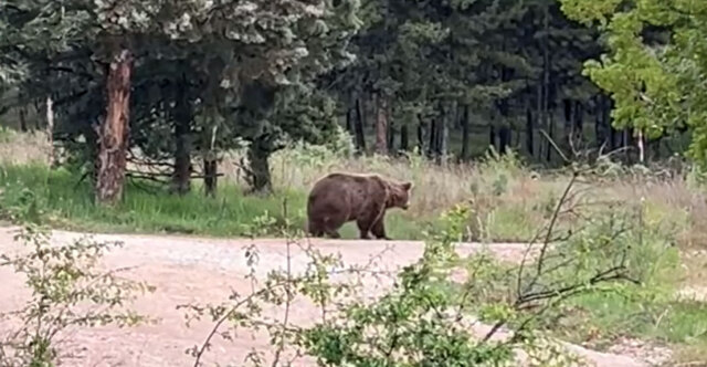 ΕΜΦΑΝΙΣΤΗΚΕ ΜΕΓΑΛΗ ΚΑΦΕ ΑΡΚΟΥΔΑ ΣΕ ΔΑΣΟΣ ΣΤΗΝ ΠΤΟΛΕΜΑΐΔΑ, ΔΕΙΤΕ ΒΙΝΤΕΟ