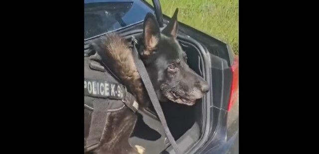 ΑΣΤΥΝΟΜΙΚΟΣ ΣΚΥΛΟΣ «ΞΕΤΡΥΠΩΣΕ» ΠΑΝΩ ΑΠΟ ΕΝΑ ΚΙΛΟ ΚΟΚΑΐΝΗΣ ΣΕ ΠΟΡΤ ΜΠΑΓΚΑΖ ΑΥΤΟΚΙΝΗΤΟΥ ΣΤΗ ΘΕΣΣΑΛΟΝΙΚΗ, ΔΕΙΤΕ ΒΙΝΤΕΟ